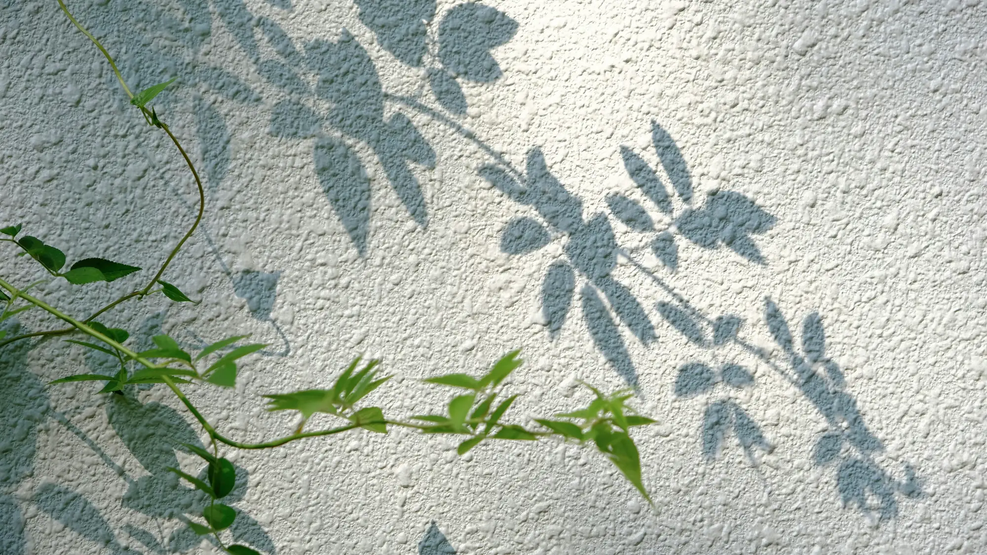 Leaf shadows and a green vine on a white textured stucco wall in bright sun